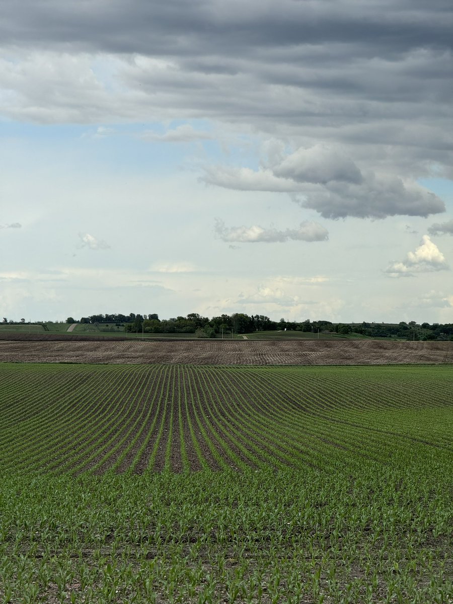 Early planted corn is off to a great start! Dekalb 101-35 with Nachurs Triple Option and Crop Max in furrow!