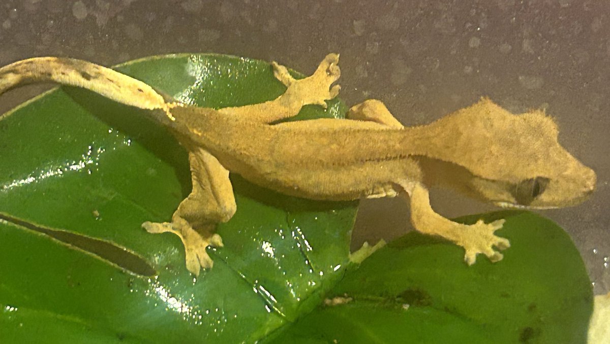 KNIXXexotics's tweet photo. Available now!!! 

Dm for more info 

#crestedgeckos #crestedgeckocommunity #reptiles https://t.co/F5zKMWGZZy