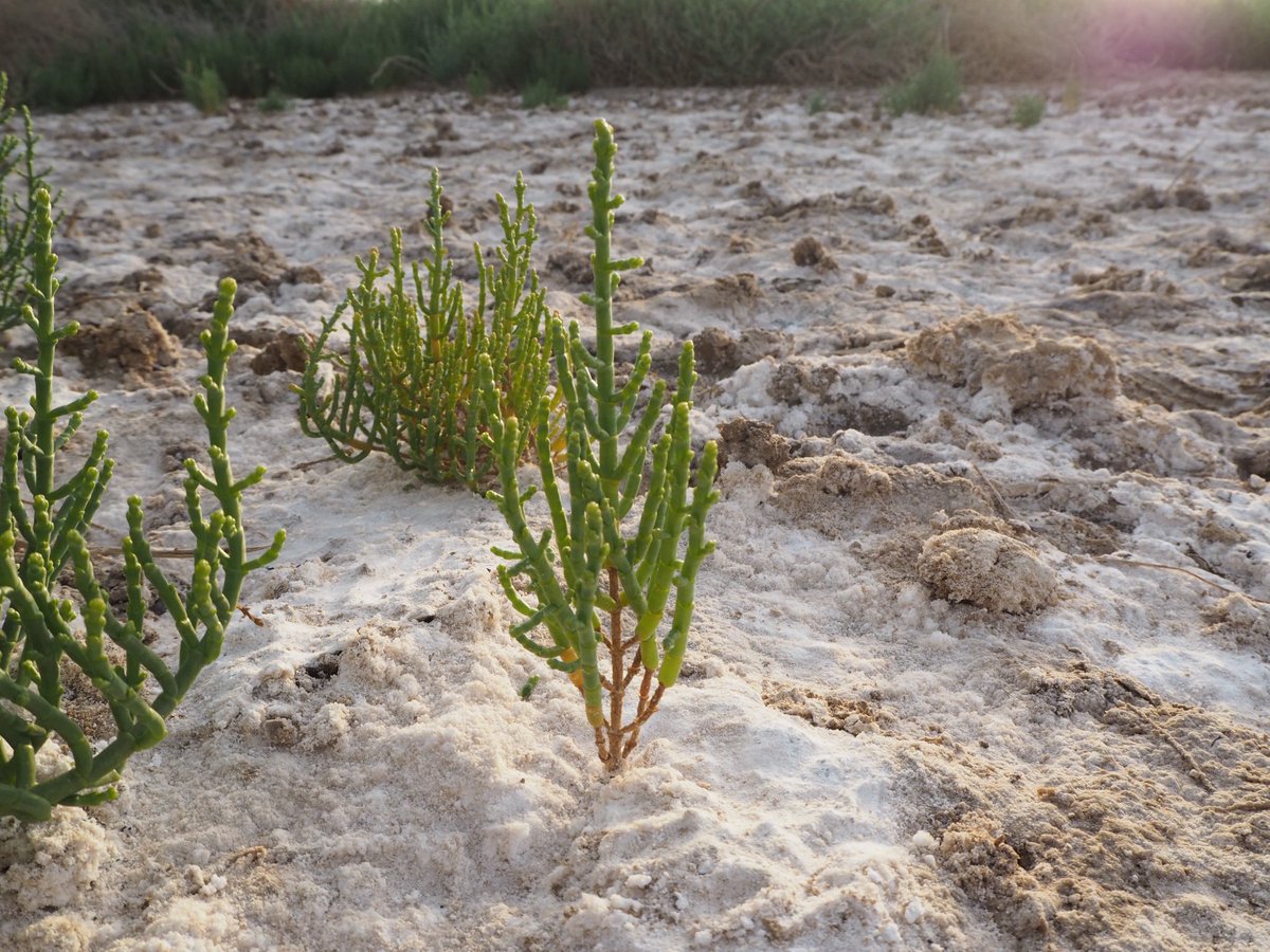 Looking for a PhD position in plant science? I’ve got two domestic scholarships and tuition waivers available at the University of Newcastle. Check out my profile newcastle.edu.au/profile/vaness…