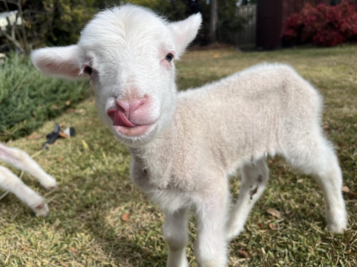 LoveofMerinos's tweet photo. Its that time of year again https://t.co/B2edMw29QI