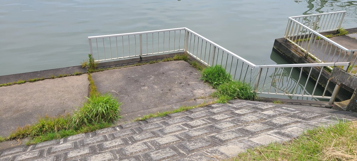 こんにちはかすみがうら地域おこし協力隊の長里です。本日かすみキッチン前の堤防でアメリカナマズが大量に放置されているのを発見いたしました。おそらく釣人の仕業かと思われます。かすみがうらに来て釣りをしていただくのは構いません。むしろ歓迎いたします。ですが