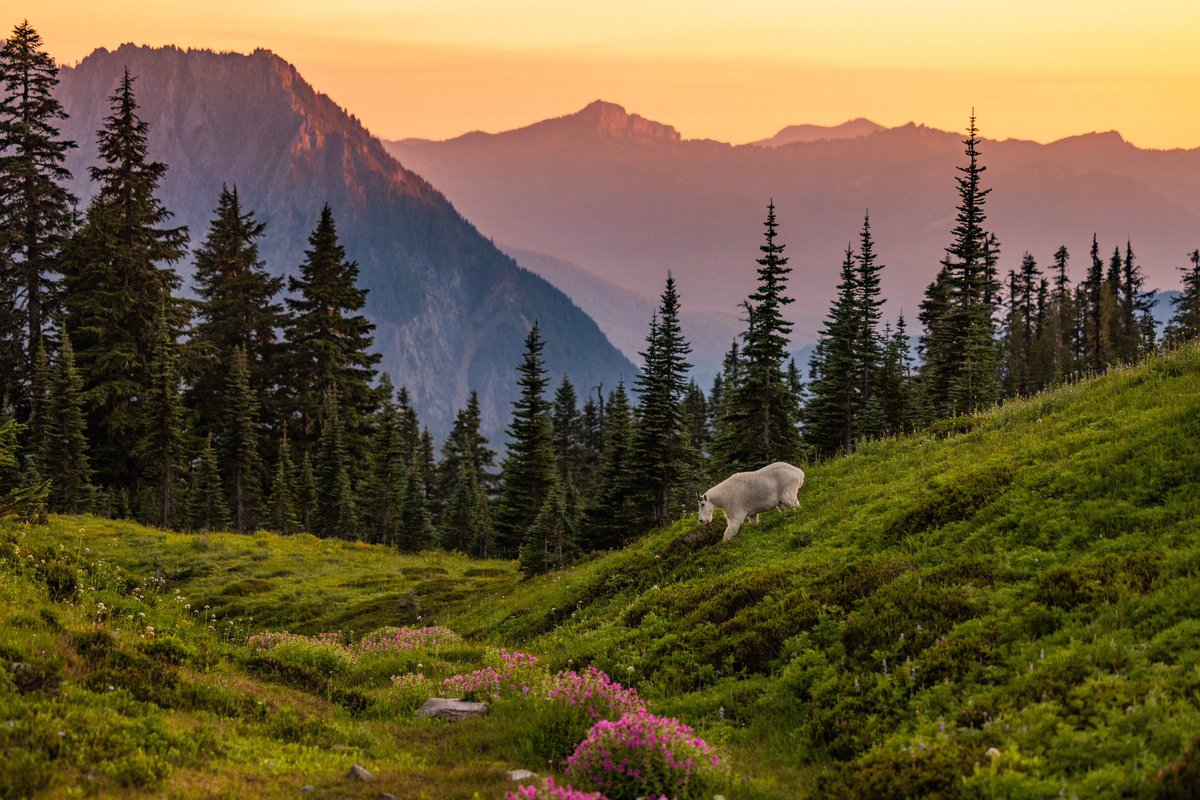 I want to thank <a href="/SPJWash/">spjwash</a> for recognizing this photo I took at <a href="/MountRainierNPS/">MountRainierNPS</a> and honoring me with first place in feature photography for my work @Chronline