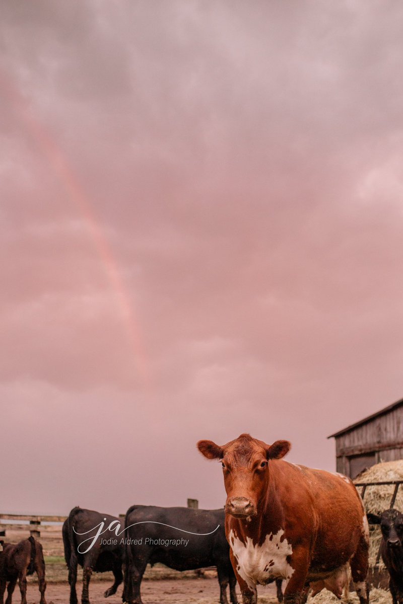 When the storms blow over and we’re greeted with a perfect sunset view 🐮🌈

#ontag