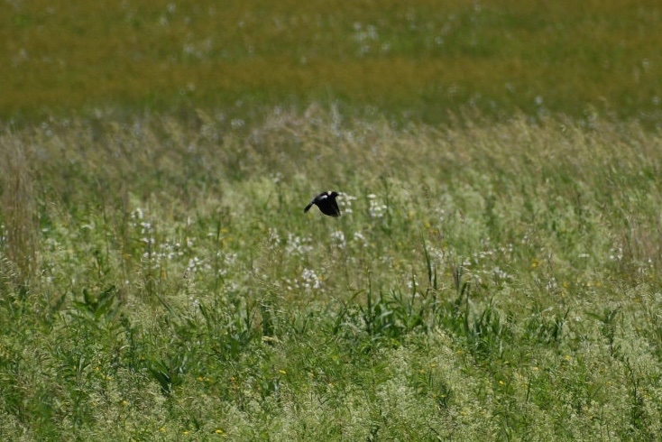 LeoTraub's tweet photo. Grassland birds!

Please enjoy this shitty (pun intended) picture of a grasshopper sparrow, plus a barn swallow and bobolink.

At Shawangunk Grasslands NWR in New York, today https://t.co/ciNER1IoQR