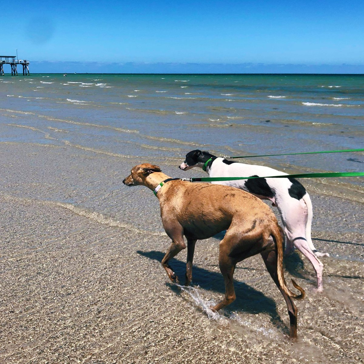 where is Roachzila? tweet media