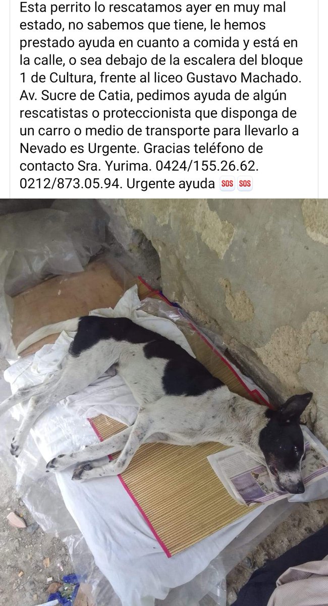 PerroUsuario's tweet photo. Necesita AYUDA para ser trasladado a @SomosNevado Es URGENTE https://t.co/6sovwcJRYh