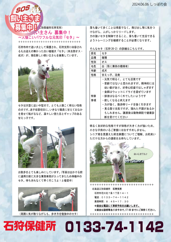 shipponokai's tweet image. 🔴保健所情報全道133頭/石狩保健所では、迷子から飼い主募集になった仮名セタ、未去勢のオスがいます。大型に近い中型犬で、とても人懐こく明るい性格の犬で、甘えてお腹を見せて転がるなど、凜々しい見た目とギャップのある甘えっ子です。
石狩保健所：0133-74-1142
ishikari.pref.hokkaido.lg.jp/hk/hgc/se/inu-…
＃保健所
