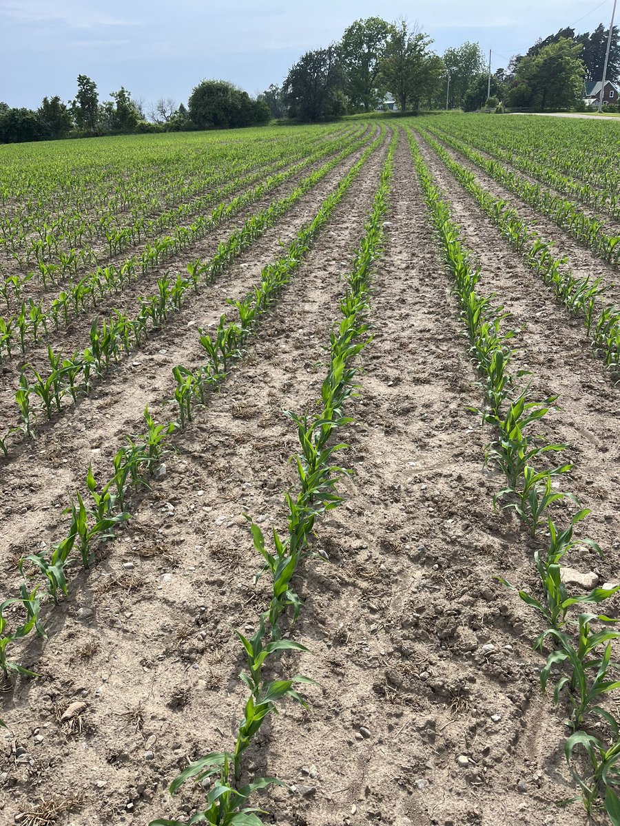 Quinte Isle Farms tweet media