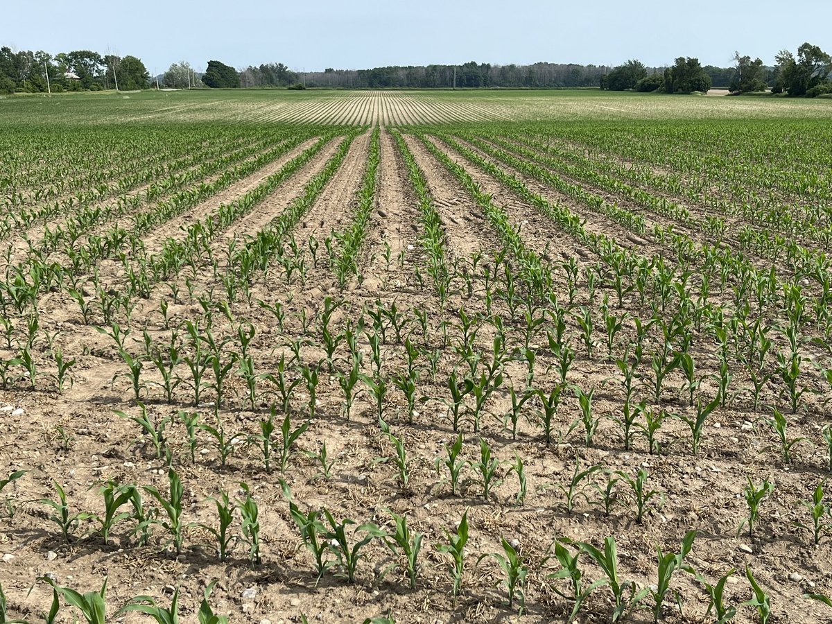Quinte Isle Farms tweet media