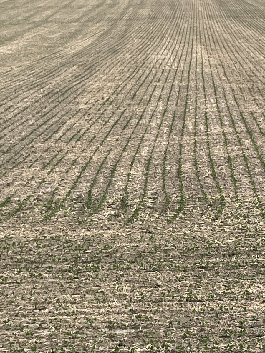 Quinte Isle Farms tweet media
