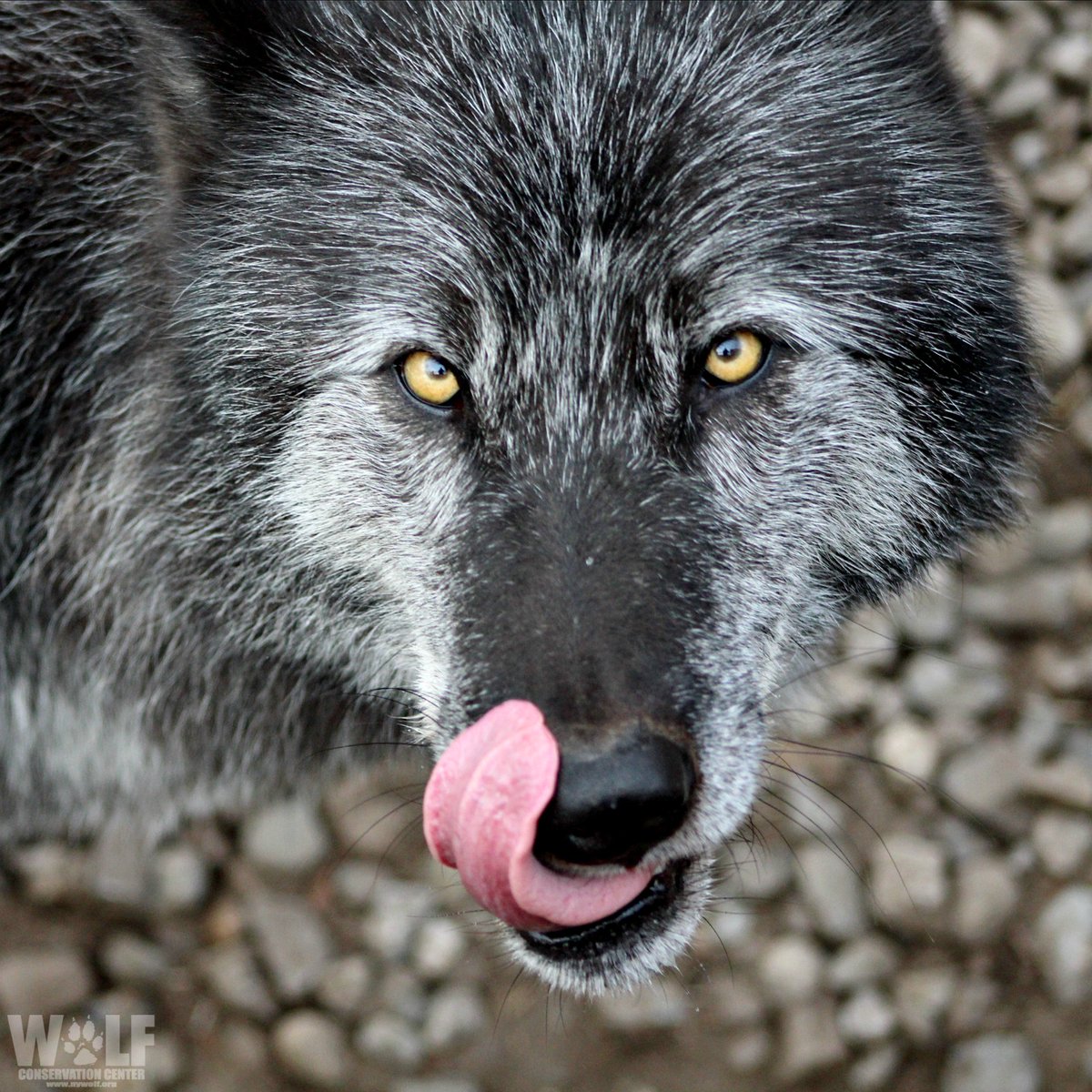 nywolforg's tweet photo. Ok, Thursday - bring it 🐺 https://t.co/LpGPcopnbv
