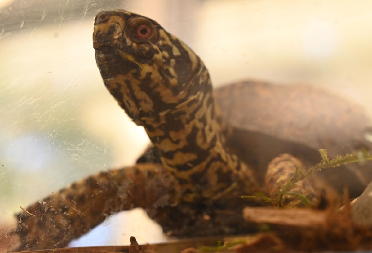 NCAquariumatPKS's tweet photo. The Eastern box turtle is our state reptile! They can “box up” inside their shell when threatened! Nesting season is May-July. If you see one crossing the road, carefully move it to the other side in the same direction it was going! #Lookout4Turtles #Brake4Turtles #TurtleHero https://t.co/StR10DX3FA