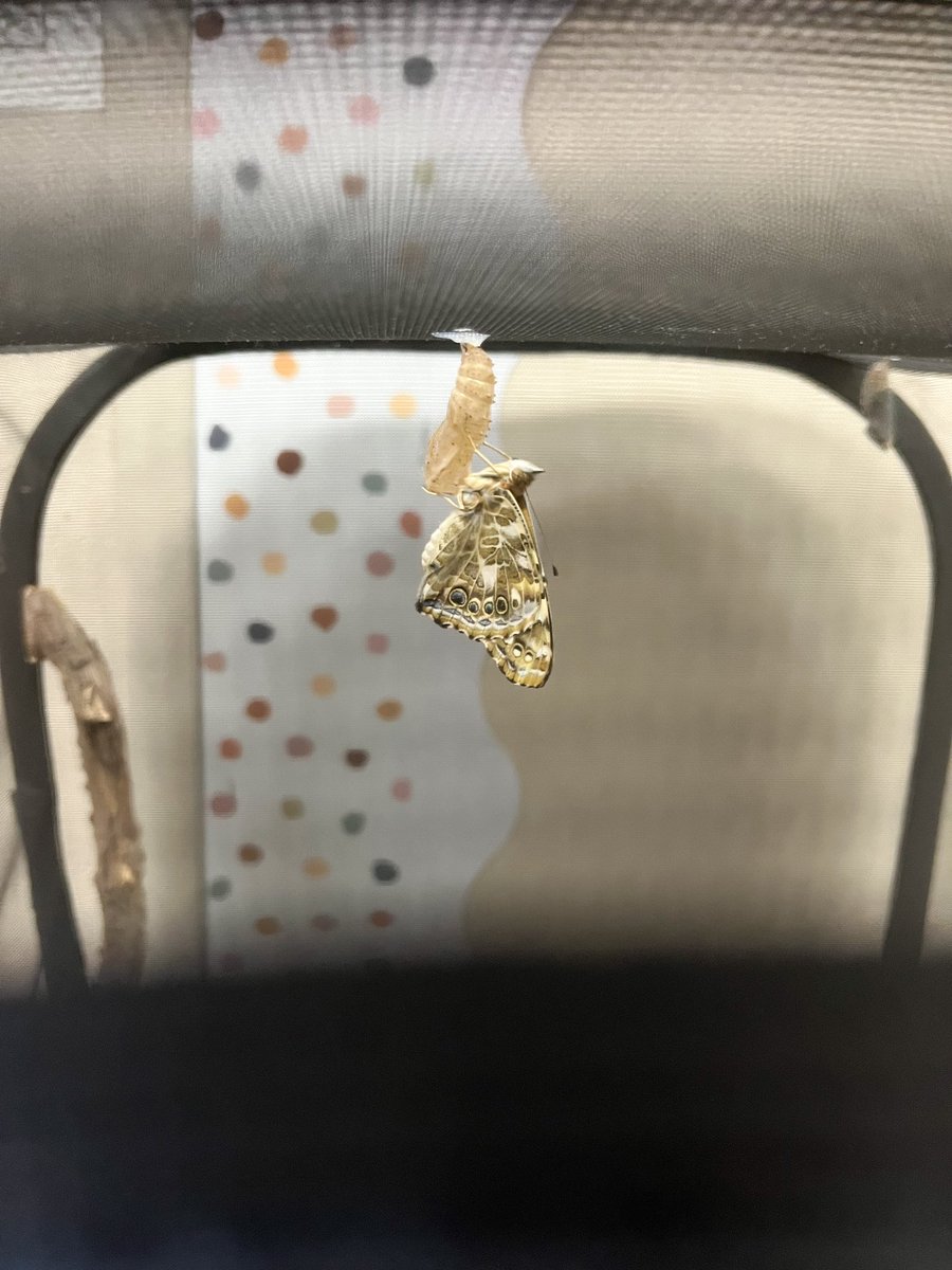 Today my class got to watch one of our butterflies come out of its chrysalis! We saw how its back legs was the last thing to come out🦋