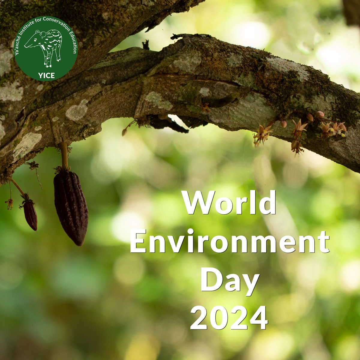 ecotourbz's tweet photo. Recognizing World Environment Day 2024! At YICE, we care for the environment by connecting with nature, supporting local enterprises and reinvesting in conservation. Let's work together to heal our land and build a greener future for all. https://t.co/Otkd8J5SXO