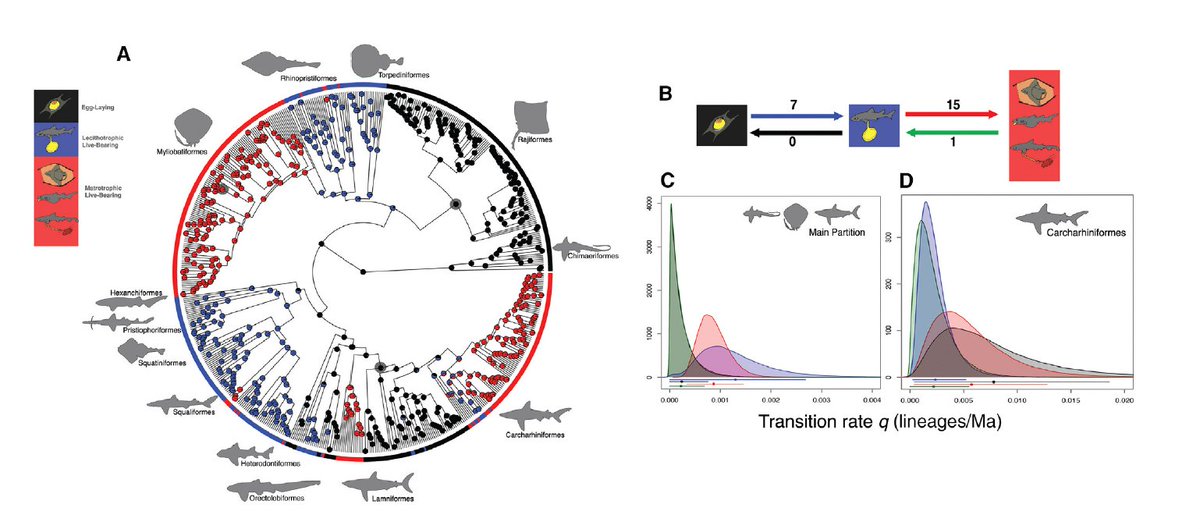 Chris Mull (@drsharkbrain) on Twitter photo Egg-laying is ancestral and live-bearing and matrotrophy (additional maternal nourishment beyond the initial yolk) have evolved multiple times. While some groups are invariant (all skates lay eggs), groups like the requiem sharks exhibit diverse reproductive modes and habitats Egg-laying is ancestral and live-bearing and matrotrophy (additional maternal nourishment beyond the initial yolk) have evolved multiple times. While some groups are invariant (all skates lay eggs), groups like the requiem sharks exhibit diverse reproductive modes and habitats