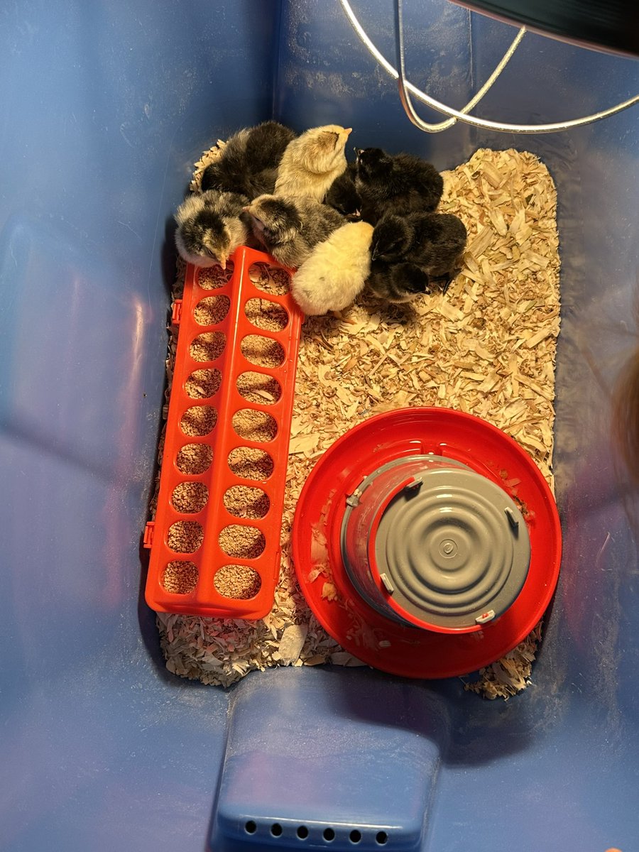 Jessica Grant tweet media