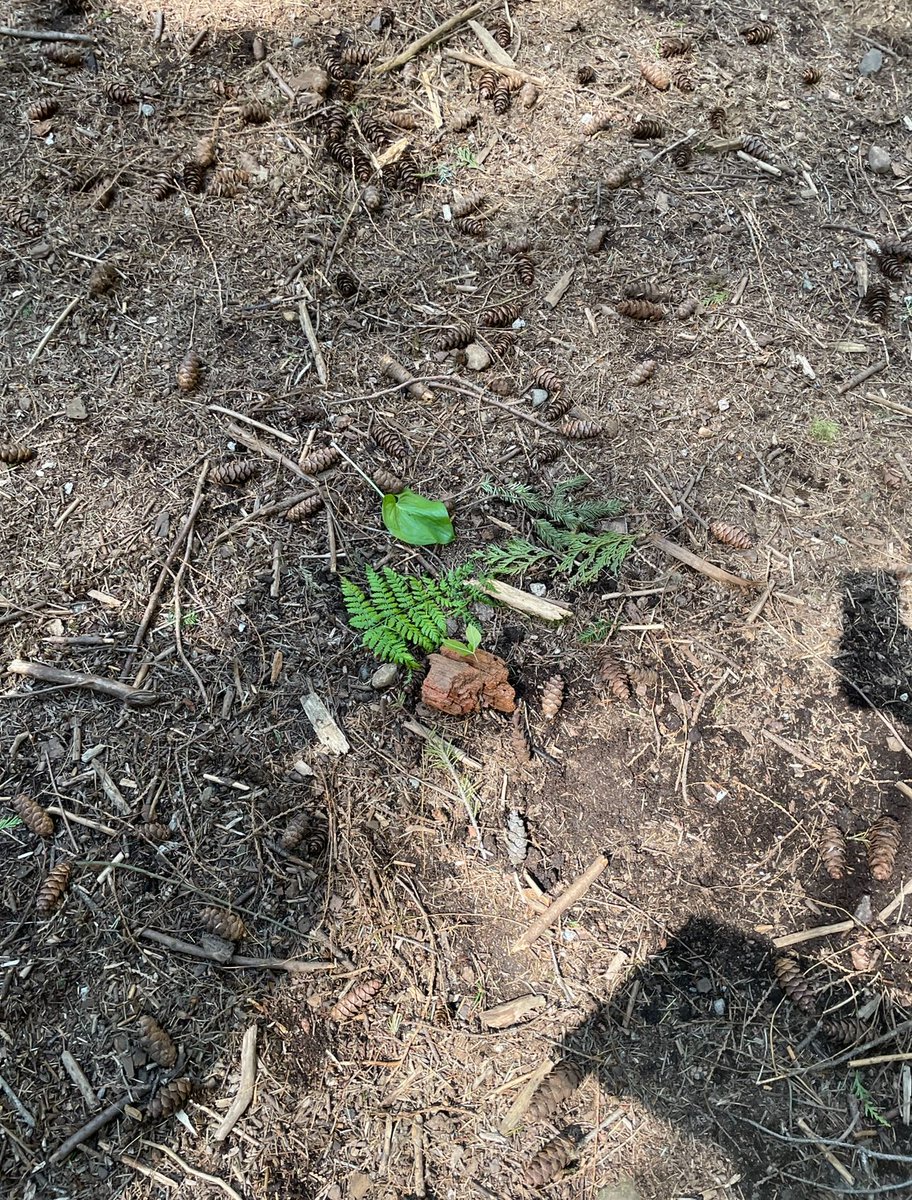 IFSA UBC tweet media