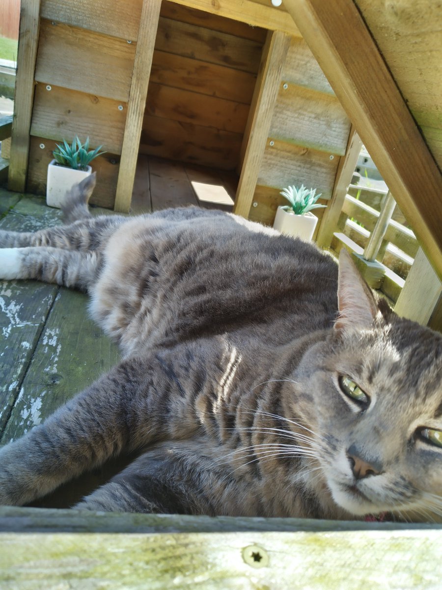 Enjoying the sunshine ☀️few days ago.  today wasn't nice 🌧️hopefully tomorrow is better 🌞☀️. hope your all are having a good week. xxx Tinkerbell 
#CatsOnX