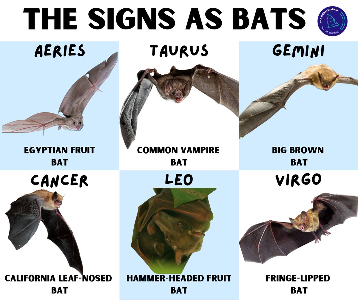 Bat Conservation International tweet media