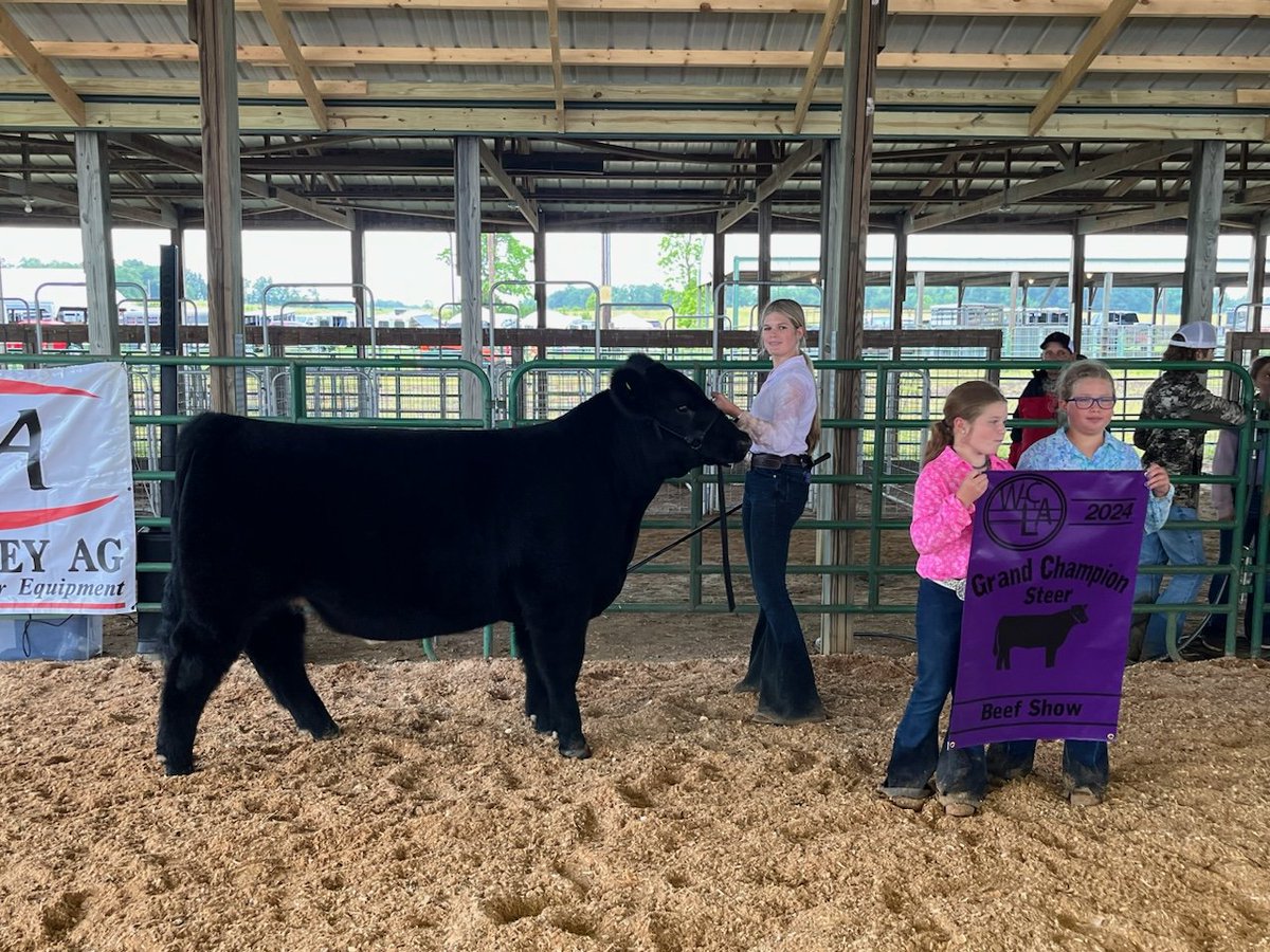 jdp678's tweet photo. Congratulations to Lily Emge Grand Champion at Wayne county livestock show.  Sold by Z bar H Club Calves. Raised by us. https://t.co/kZs1zG3cnu