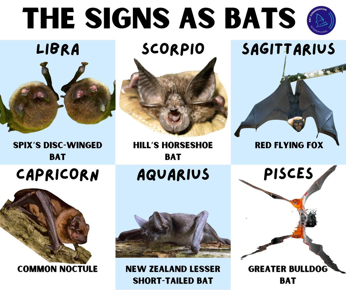 Does the question "Which bat species aligns with my zodiac sign?" keep you up at night? Well, you're not alone. Thankfully, we have answers. More details are in our latest blog post. batcon.org/whats-your-bat…