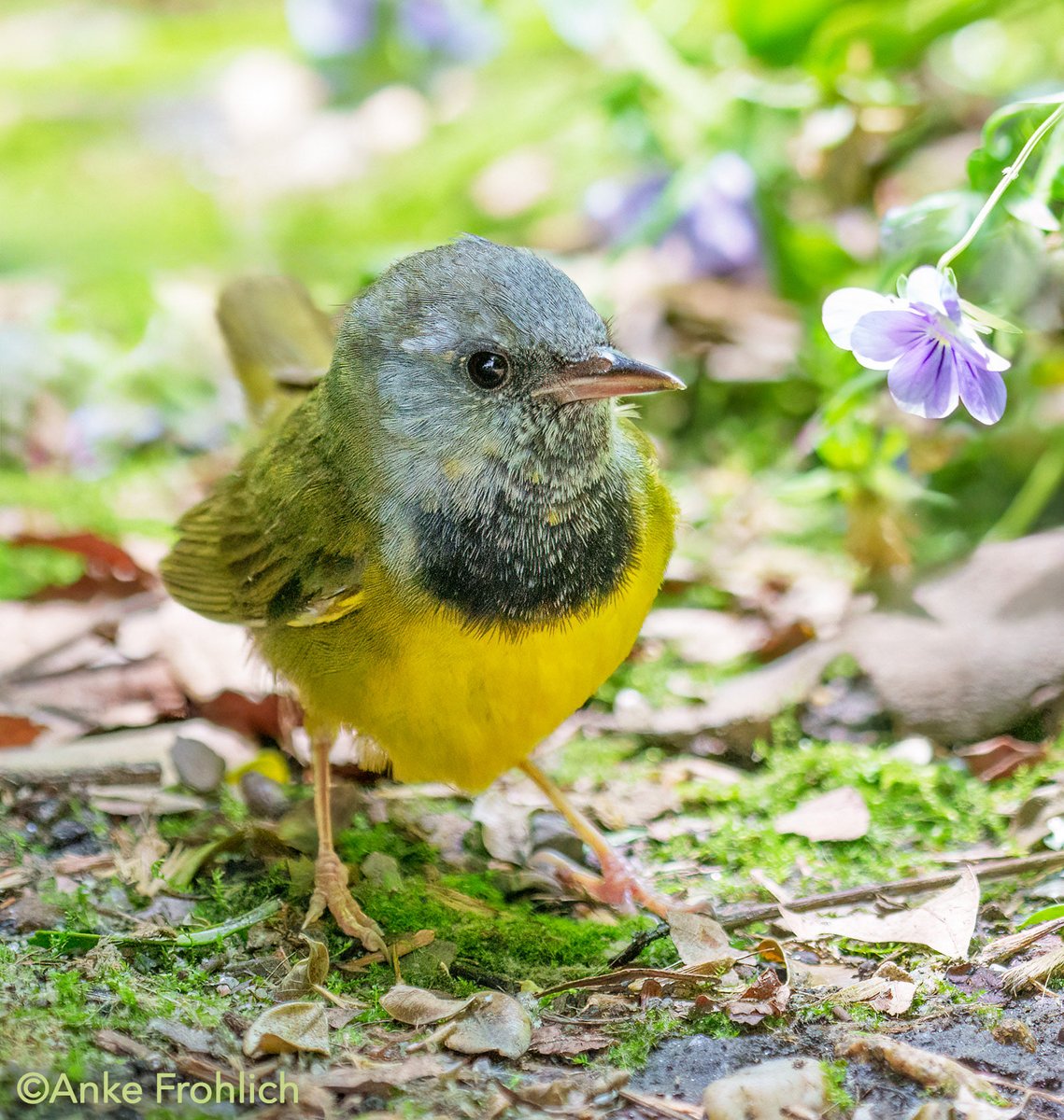 _AnkeFrohlich's tweet photo. Looking great from all angles! Another view of the Mourning Warbler in NYC’s Bryant Park taken yesterday.
It is a less common migrant. Happy he enjoys his stay.
#birds #birdwatching #nature #nyc @bryantparknyc #birdcpp #inaturalist #birding #NewYorkCity #springmigration2024 https://t.co/qQ9kVS56s6