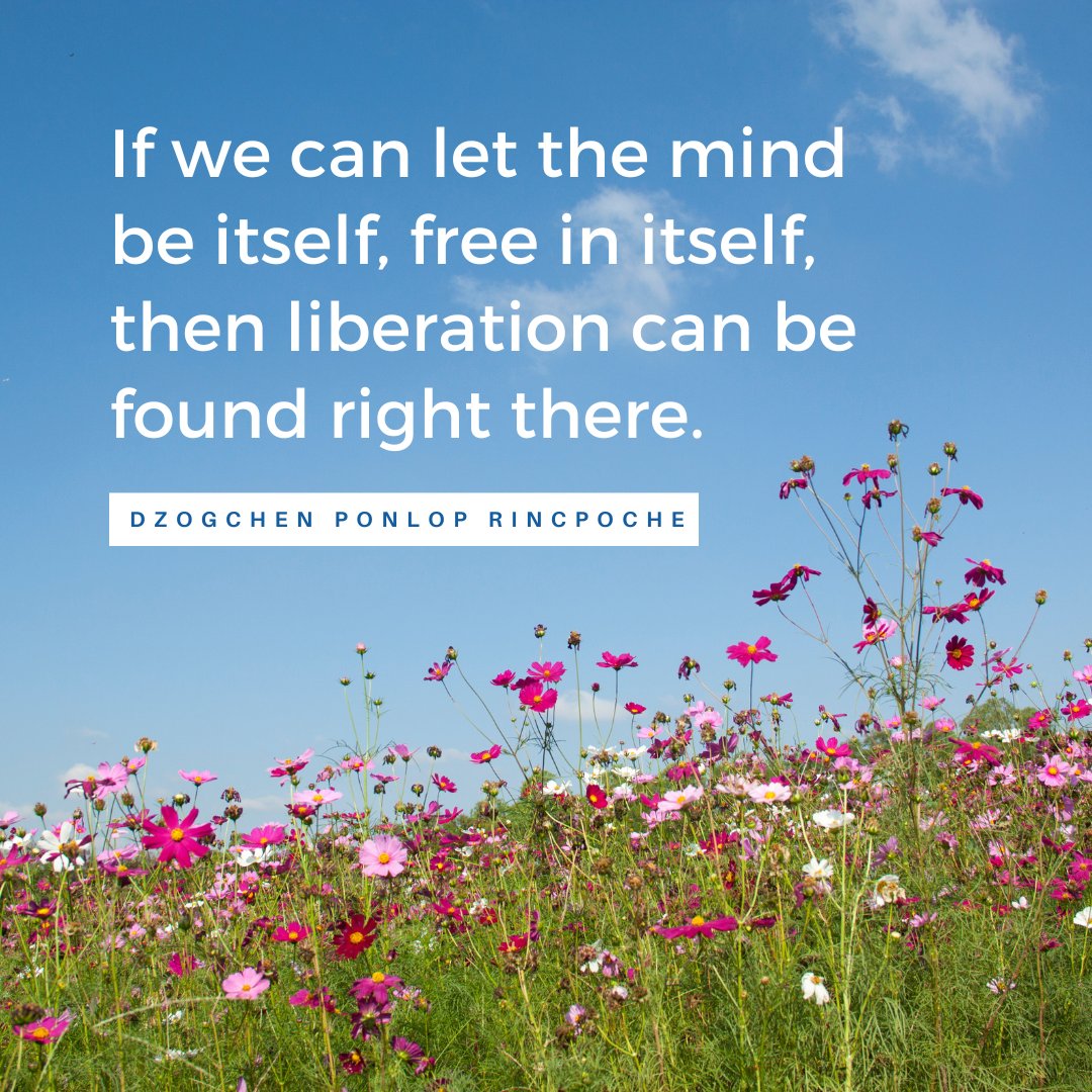 Dzogchen Ponlop R. tweet media