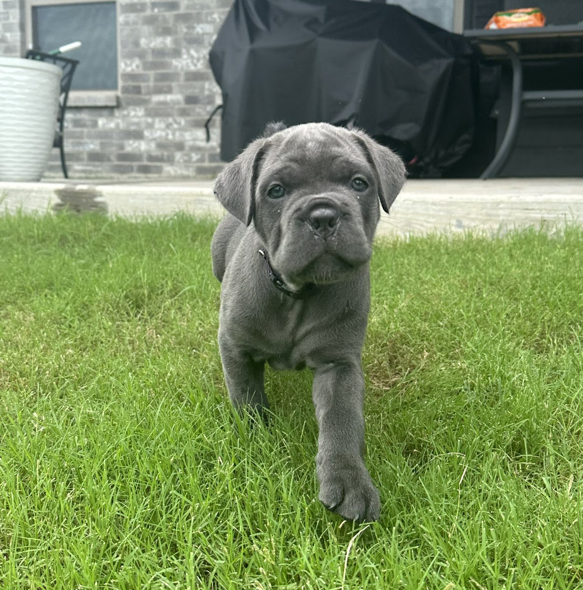 7NCaneCorso's tweet photo. 6 weeks old Cane Corso pups &amp; growing like Dallisgrass weeds. #canecorso #puppy #puppies https://t.co/besDFNsqhn