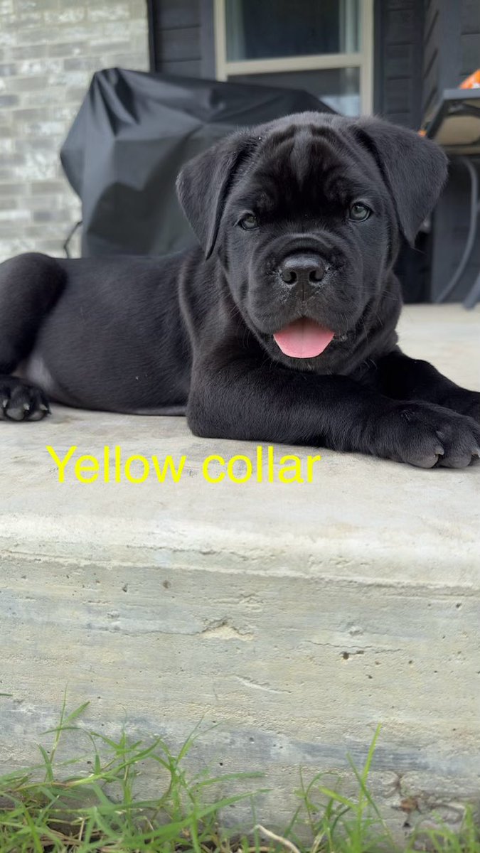 7NCaneCorso's tweet photo. 6 weeks old Cane Corso pups &amp; growing like Dallisgrass weeds. #canecorso #puppy #puppies https://t.co/besDFNsqhn