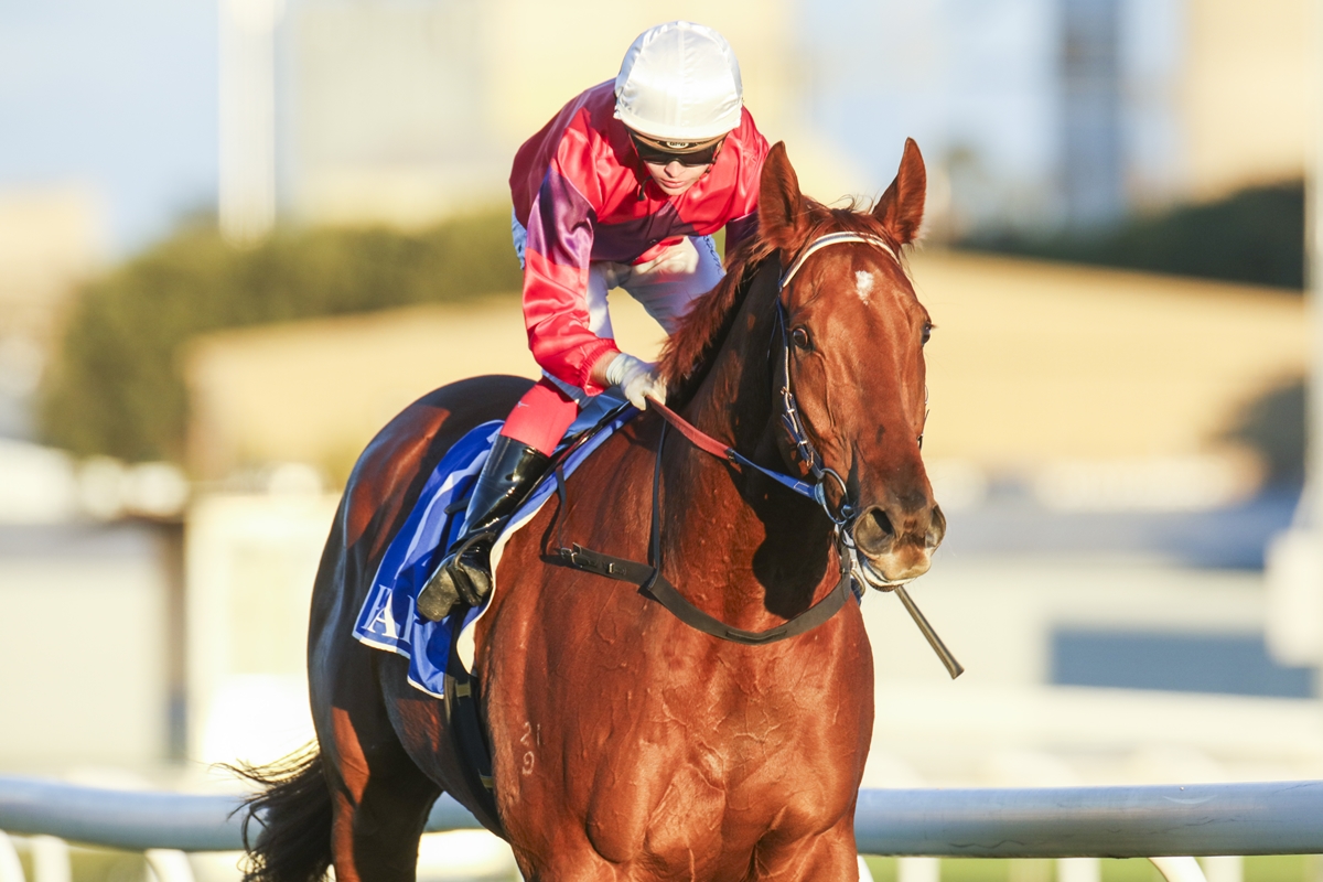 Racing NSW (@racing_nsw) on Twitter photo Sue Grills will have to make a call on Friday whether promising gelding Somerton Sniper tackles Saturday's TAB Highway at Randwick. 📸 <a href="/Bradley_Photos/">Bradley Photos</a>
READ: tinyurl.com/5n7a7h5c Sue Grills will have to make a call on Friday whether promising gelding Somerton Sniper tackles Saturday's TAB Highway at Randwick. 📸 <a href="/Bradley_Photos/">Bradley Photos</a>
READ: tinyurl.com/5n7a7h5c