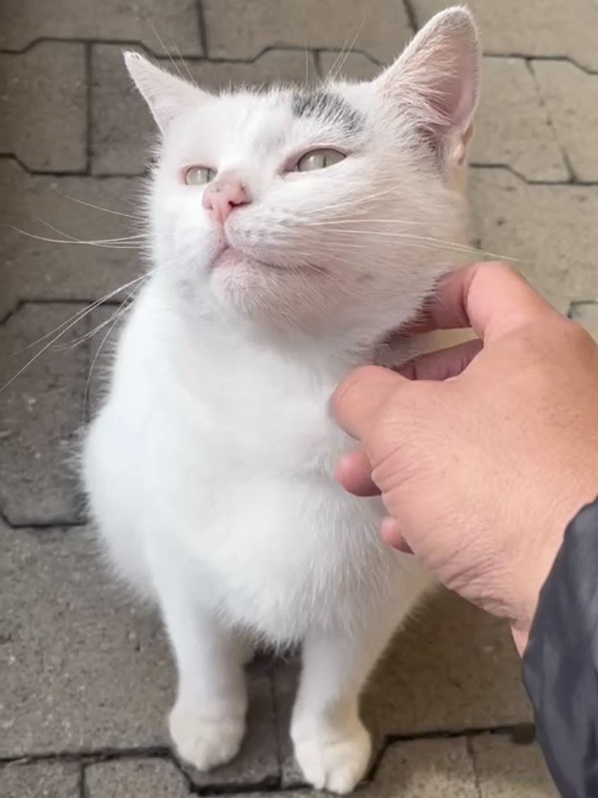half_straycat's tweet image. You have to risk it for the biscuit😸👹🤌🏻

#IHateIt #cat #CatLife #HalfStrayCat #WhiteCat #BlackCat #LovelyCat #PawPads #Cattastic #CatOfTheDay