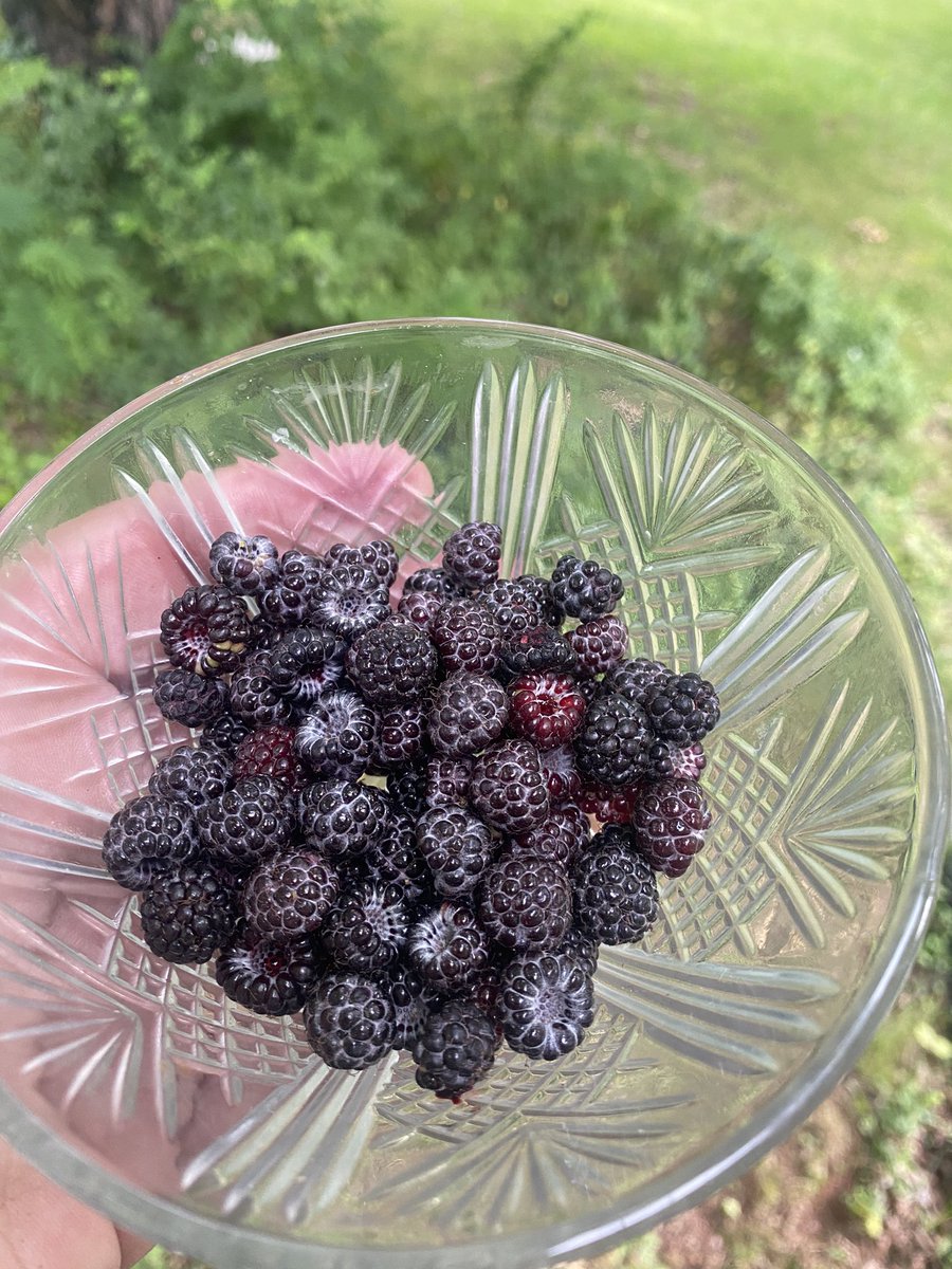 Love finding little treasures on my property like these black raspberries!