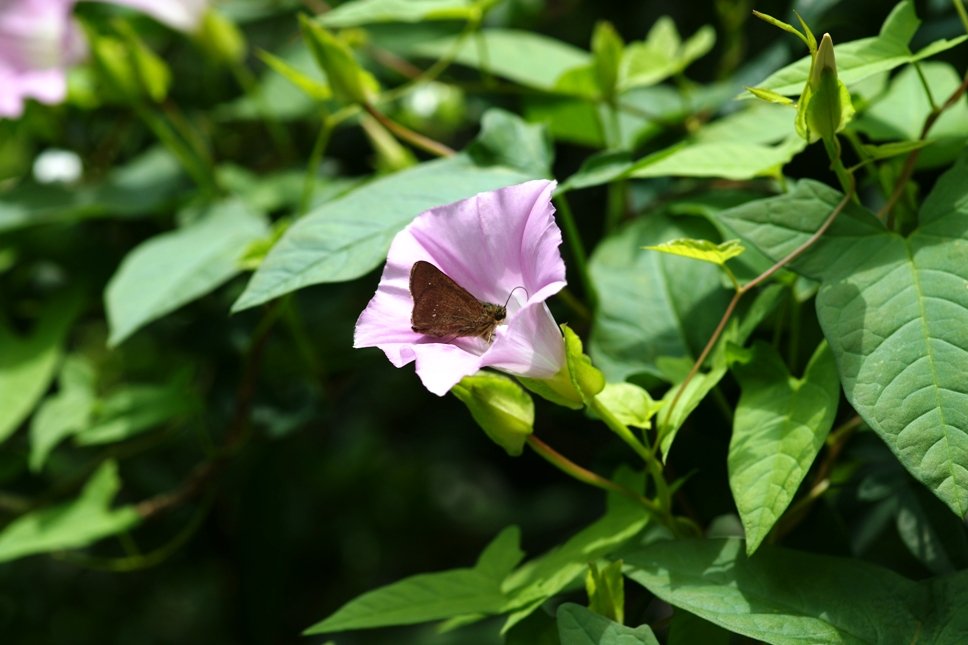 cherry_masaya's tweet photo. untitled ◆ Redbutterfly
6.1.2024(SONY α-900,minolta_macro 100mm,M/iso100)
#redbutterfly #japanesebindweed #summercoming
#greenleaves #tokyo
#写真好きな人と繋がりたい
#旅行好きな人と繋がりたい
#セセリチョウ #ヒルガオ #週末 #初夏 #銀座 #東京 https://t.co/9aptCgVwJI