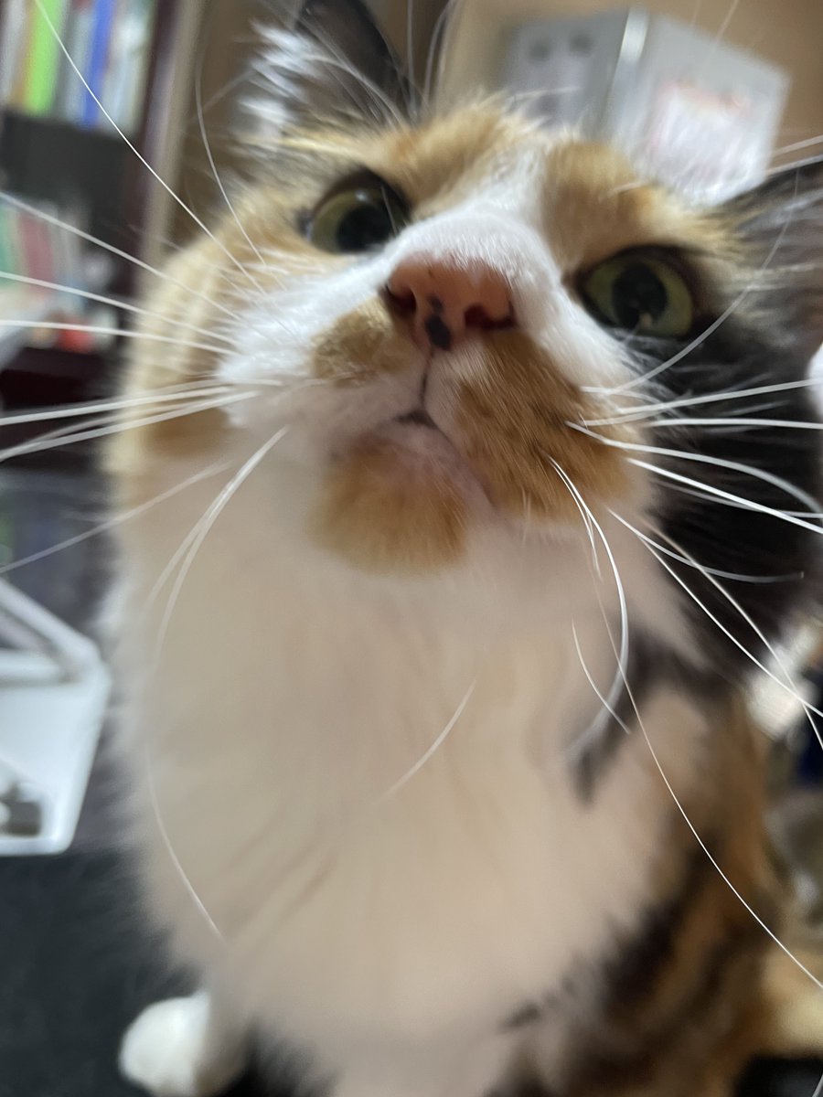 ヒゲぶわ🐈 