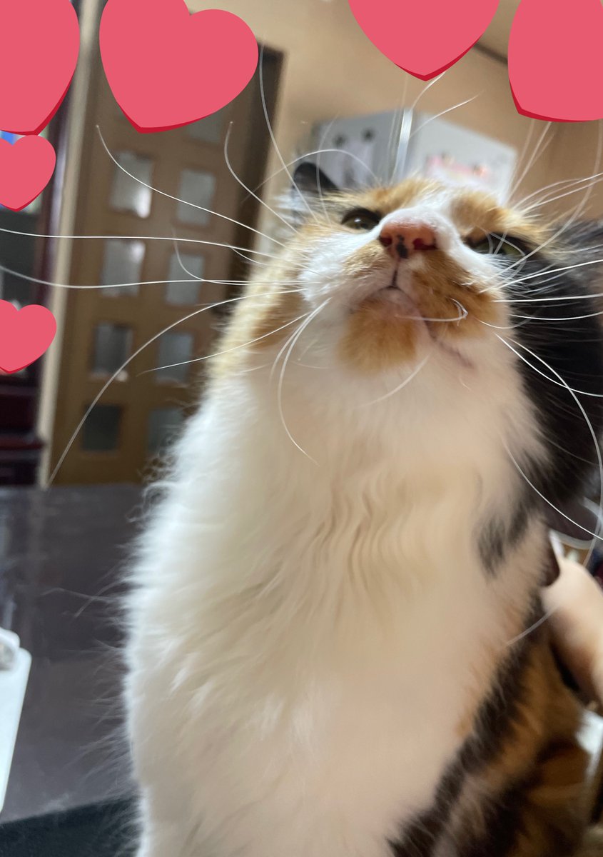 ヒゲぶわ🐈 