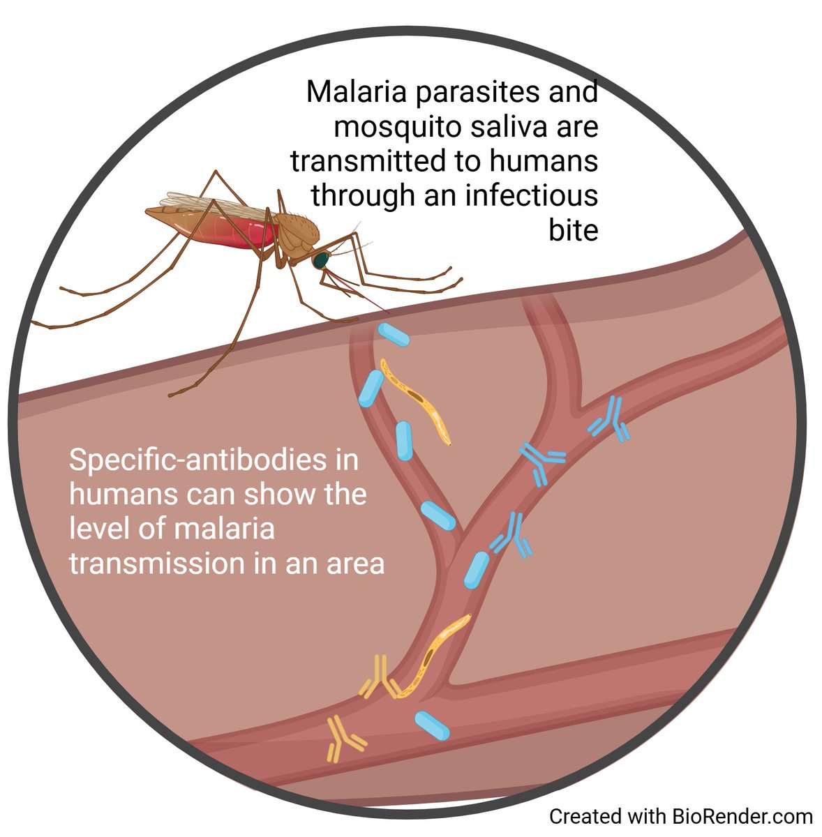 Burnet Institute (@burnetinstitute) on Twitter photo A new study published on <a href="/PNASNews/">PNASNews</a> by <a href="/ea_kearney/">Dr Ellen Kearney</a> & <a href="/FreyaFowkes/">Freya Fowkes</a> uses environmental data and human antibodies to create detailed maps of #malaria transmission, offering an innovative and improved method to study and control the infectious disease. Read: pnas.org/doi/10.1073/pn… A new study published on <a href="/PNASNews/">PNASNews</a> by <a href="/ea_kearney/">Dr Ellen Kearney</a> & <a href="/FreyaFowkes/">Freya Fowkes</a> uses environmental data and human antibodies to create detailed maps of #malaria transmission, offering an innovative and improved method to study and control the infectious disease. Read: pnas.org/doi/10.1073/pn…