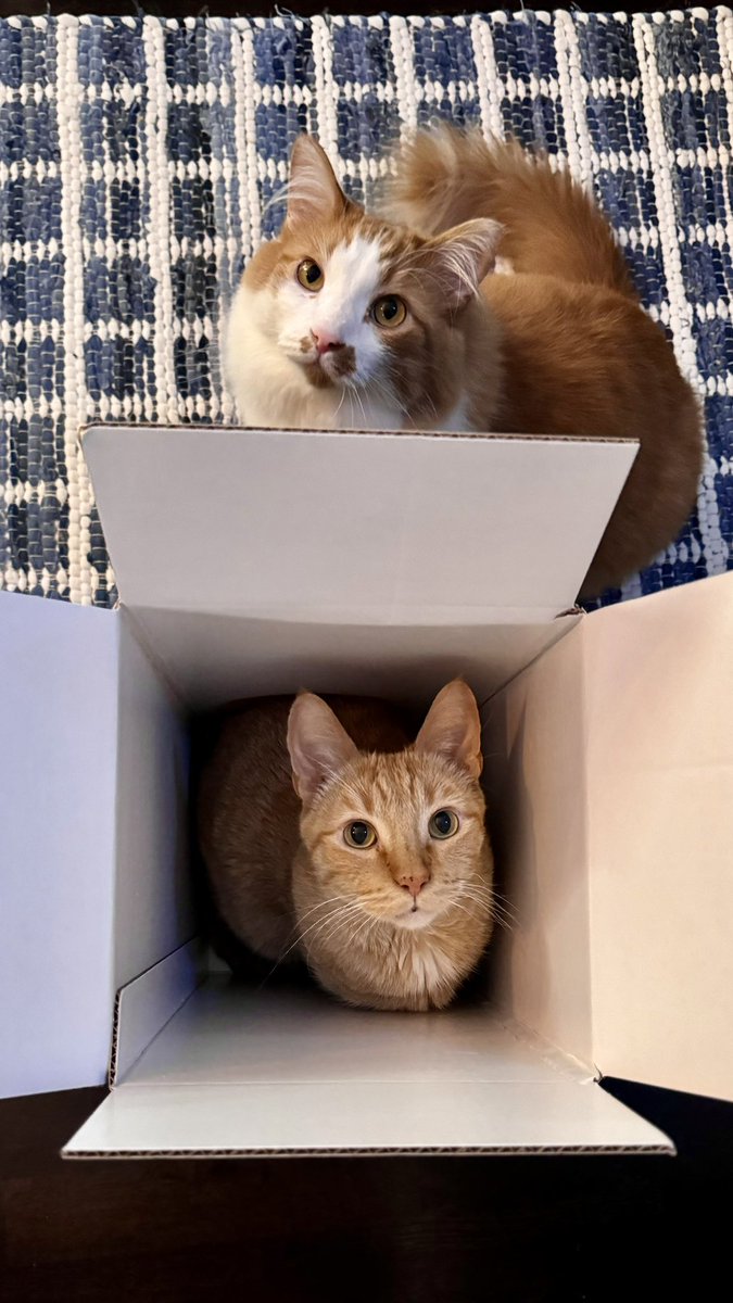 Mark_Hopper24's tweet photo. Walter and Diddy Kong checking out their new #CATSAIR C47 Tunnel Pro XL
Thank you for the hilarious gift! @CORSAIR @Chanzlyn 🤝🏻 https://t.co/GYTdWZF2Qi