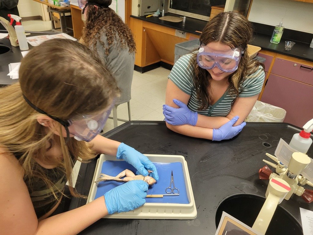 WeAreHickory's tweet photo. Mrs. Coninx's Biology students enjoyed hands-on learning while dissecting a frog this week #dissection #frogfun https://t.co/2RXedHjmZV