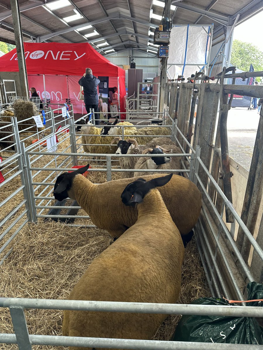 TheVI_Tweets's tweet photo. Fantastic day at #ScotSheep hosted by @FarmWaterScot with @ScottishEPA’s wonderful Hazel and Susan. Some fantastic discussions about #SustainableFarming, #IPM Grassland Plans and preventing #DiversePollution.
@SRUC @NFUStweets @natsheep https://t.co/ygcjcD0ed5