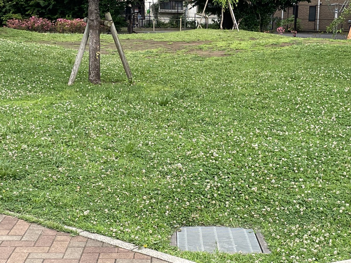 hisatomihome's tweet photo. おはようございます🐶😊
公園の緑がキレイです。朝は涼しく、お散歩にはピッタリの季節です🐶☺️ https://t.co/1UJmHrI1KE