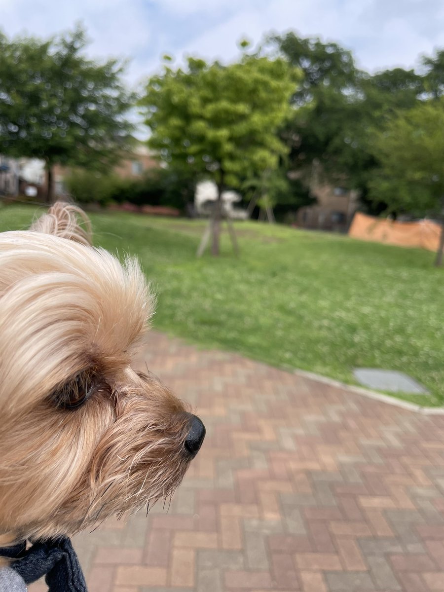 hisatomihome's tweet photo. おはようございます🐶😊
公園の緑がキレイです。朝は涼しく、お散歩にはピッタリの季節です🐶☺️ https://t.co/1UJmHrI1KE