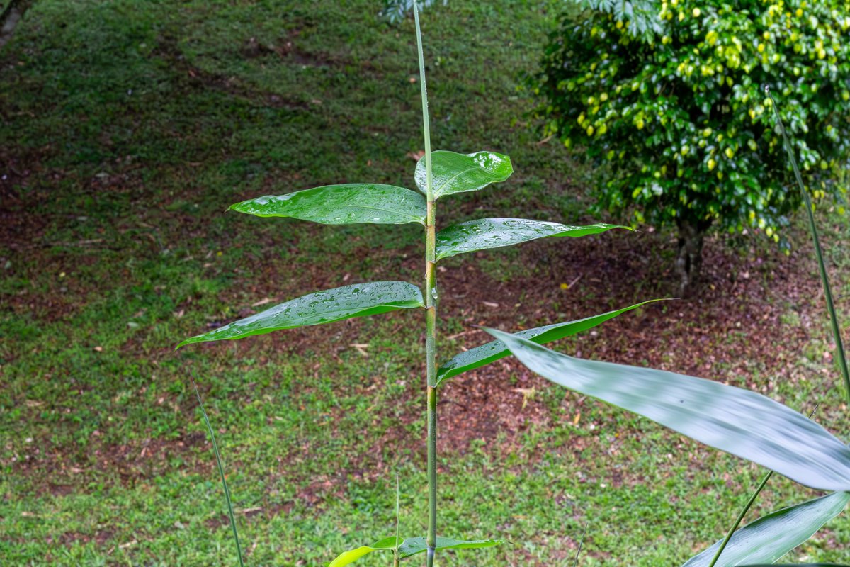 🌍 As #WorldEnvironmentDay ends, let's remember: every day is Earth Day. Small actions lead to big changes. 💚🌿 #UPEACE #Sustainability