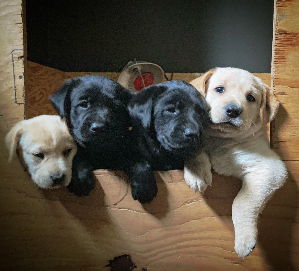 K9KitchenWitch's tweet photo. @Phil_Sledge 🥰 https://t.co/d55E4oLS30