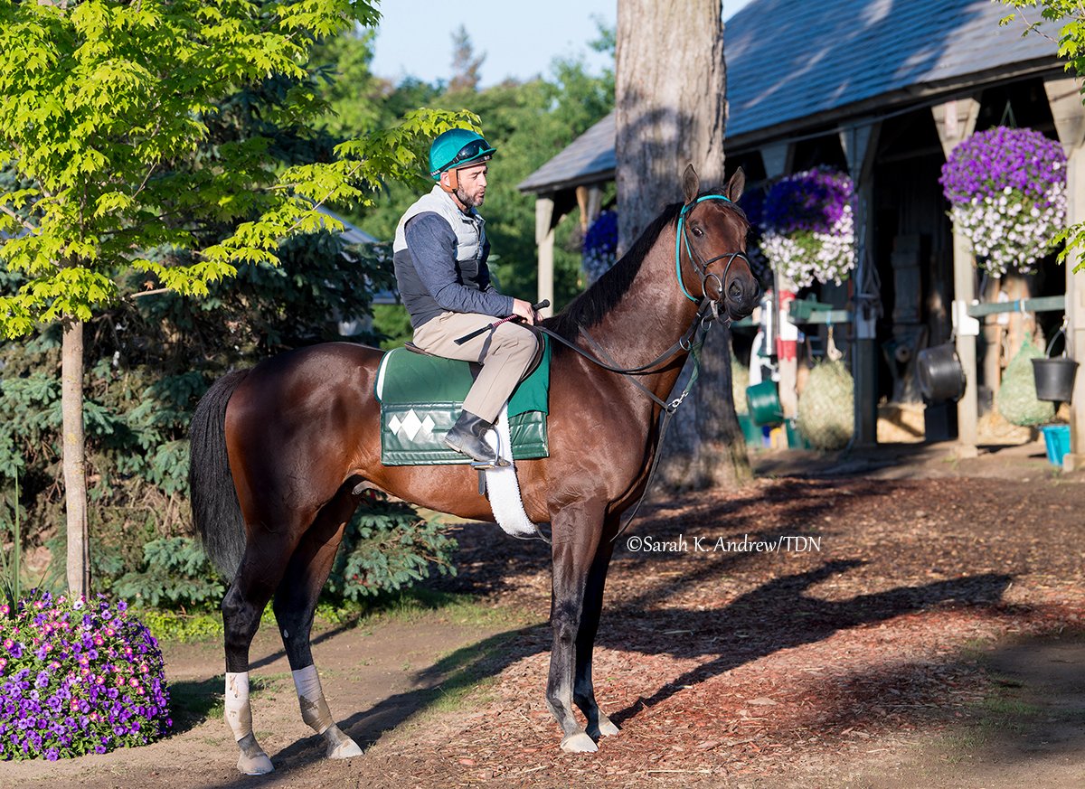Gary Contessa trainees BECKY'S JOKER (Practical Joke) and NUTELLA FELLA (Runhappy), both graded stakes winners at the Spa last summer, will make their respective 3-year-old debuts during the <a href="/BelmontStakes/">Belmont Stakes</a> Racing Festival at Saratoga.

👉 Becky's Joker, winner of the 2023 GIII