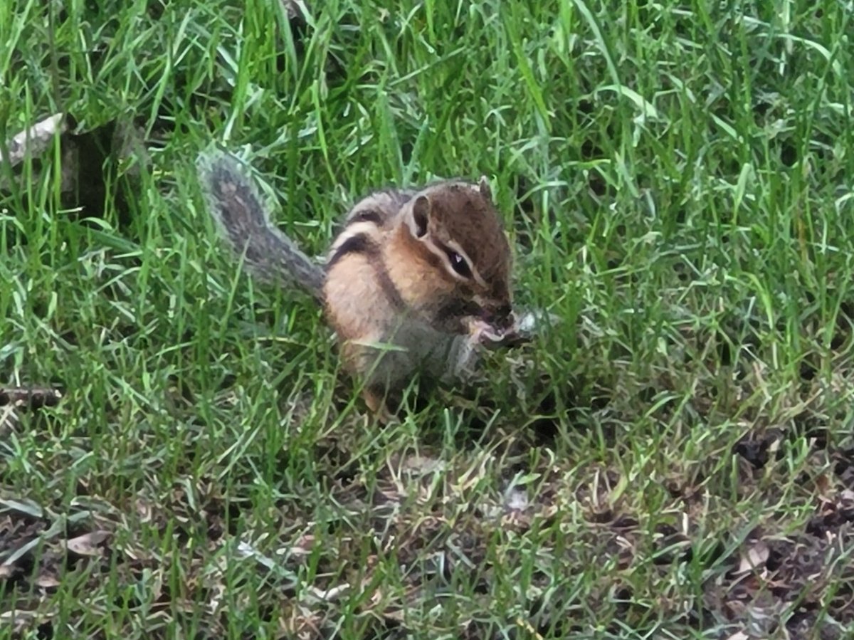 LauraPSalas's tweet photo. Adorable juvenile chipmunk out back this week. I'm calling him--of course--Oskar โค๏ธ #minnesotahistoricalsocietypress #kaylaharren #kidlit #boatnerds #picturebook https://t.co/aev2Hbxznn