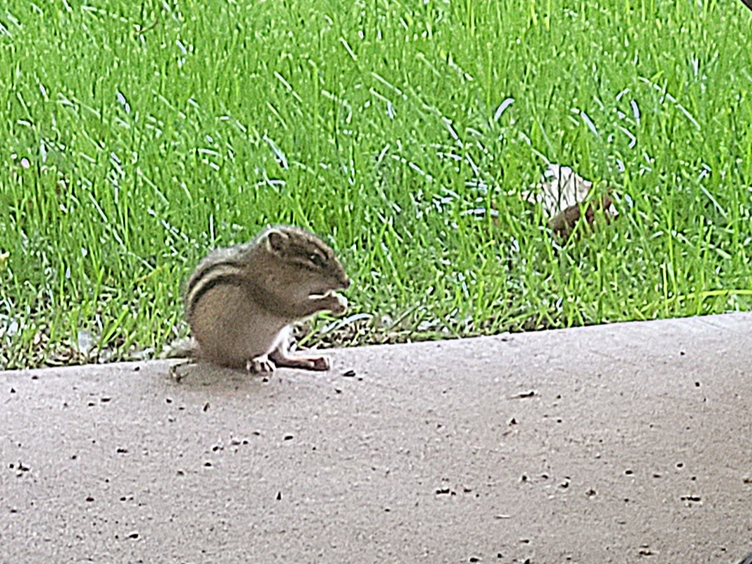 LauraPSalas's tweet photo. Adorable juvenile chipmunk out back this week. I'm calling him--of course--Oskar โค๏ธ #minnesotahistoricalsocietypress #kaylaharren #kidlit #boatnerds #picturebook https://t.co/aev2Hbxznn