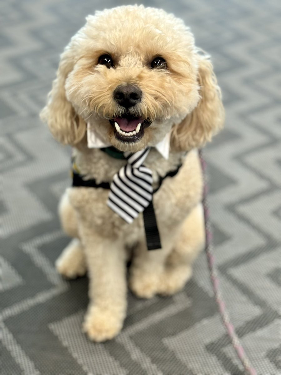 Therapuppy1's tweet image. Jellybean put on his big pup tie to greet some new friends at the Western Sydney University School of Education Mid-Year Planning Day. #Jellybean #schooldog #dogsofeducation #lovewhatwedo #lovewherewelearn #therapydog #cavoodle