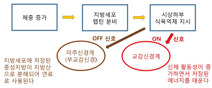 비만은 전 세계적인 문제입니다
미국 인구의 절반 이상이 과체중 또는 비만이라고 합니다

비만에는 3개의 호르몬이 관여되어 있습니다 바로 렙틴, 그렐린, 인슐린입니다

렙틴은 지방세포에서 분비하는 식욕 억제 호르몬 그렐린은 위에서 분비하는 공복 호르몬 

인슐린은 췌장에서 분비하는 혈당조절