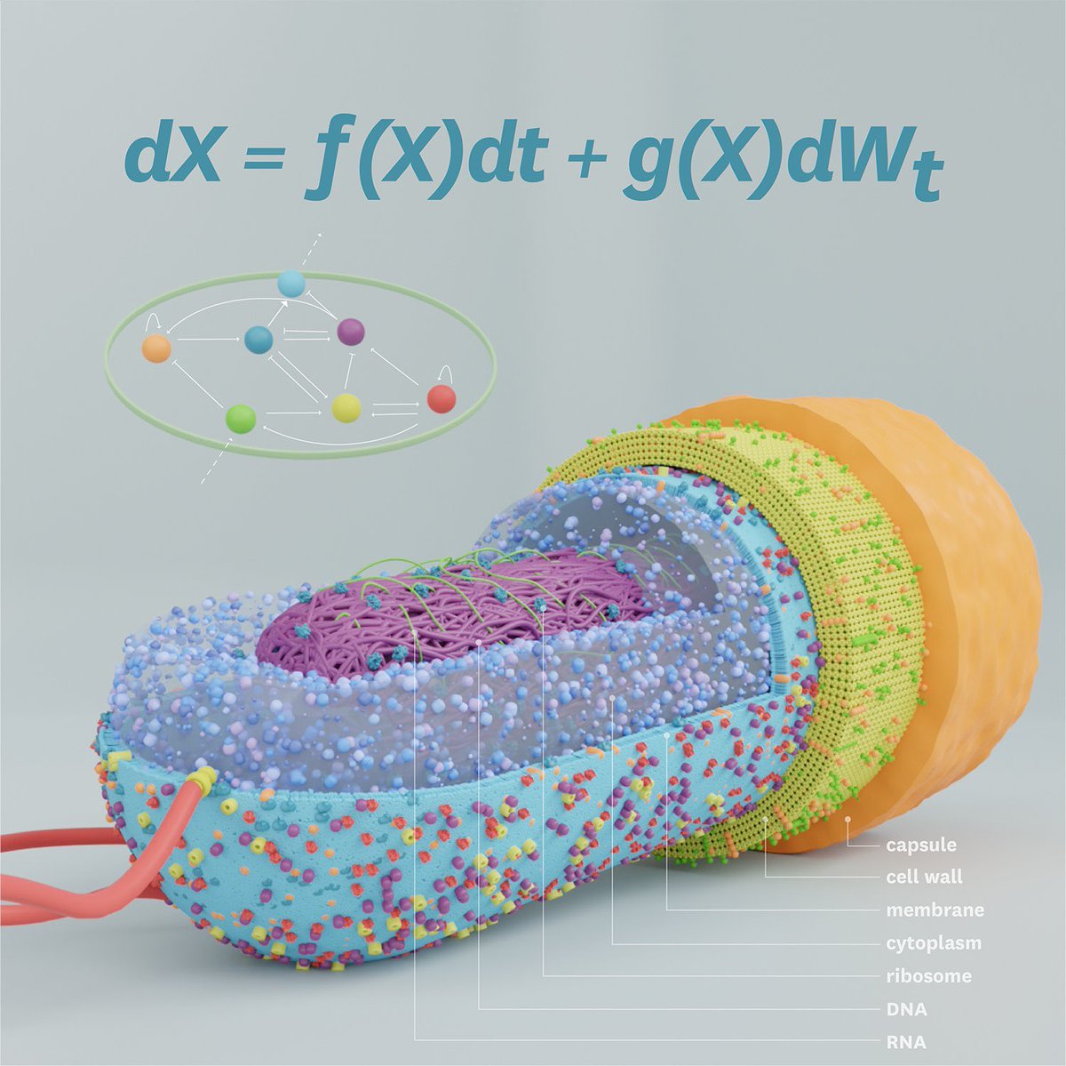 trevor-lithgow.bsky.social (@trevorlithgow) on Twitter photo #PhD Scholarship available to join the <a href="/LithgowLab/">LithgowLab</a> @MACSYS to work on bacterial cell envelopes. The funding requires being local (Aus or NZ) students. If you know bacterial cell biology and love a bit of biochemistry with your microbiology, contact trevor.lithgow@monash.edu #PhD Scholarship available to join the <a href="/LithgowLab/">LithgowLab</a> @MACSYS to work on bacterial cell envelopes. The funding requires being local (Aus or NZ) students. If you know bacterial cell biology and love a bit of biochemistry with your microbiology, contact trevor.lithgow@monash.edu