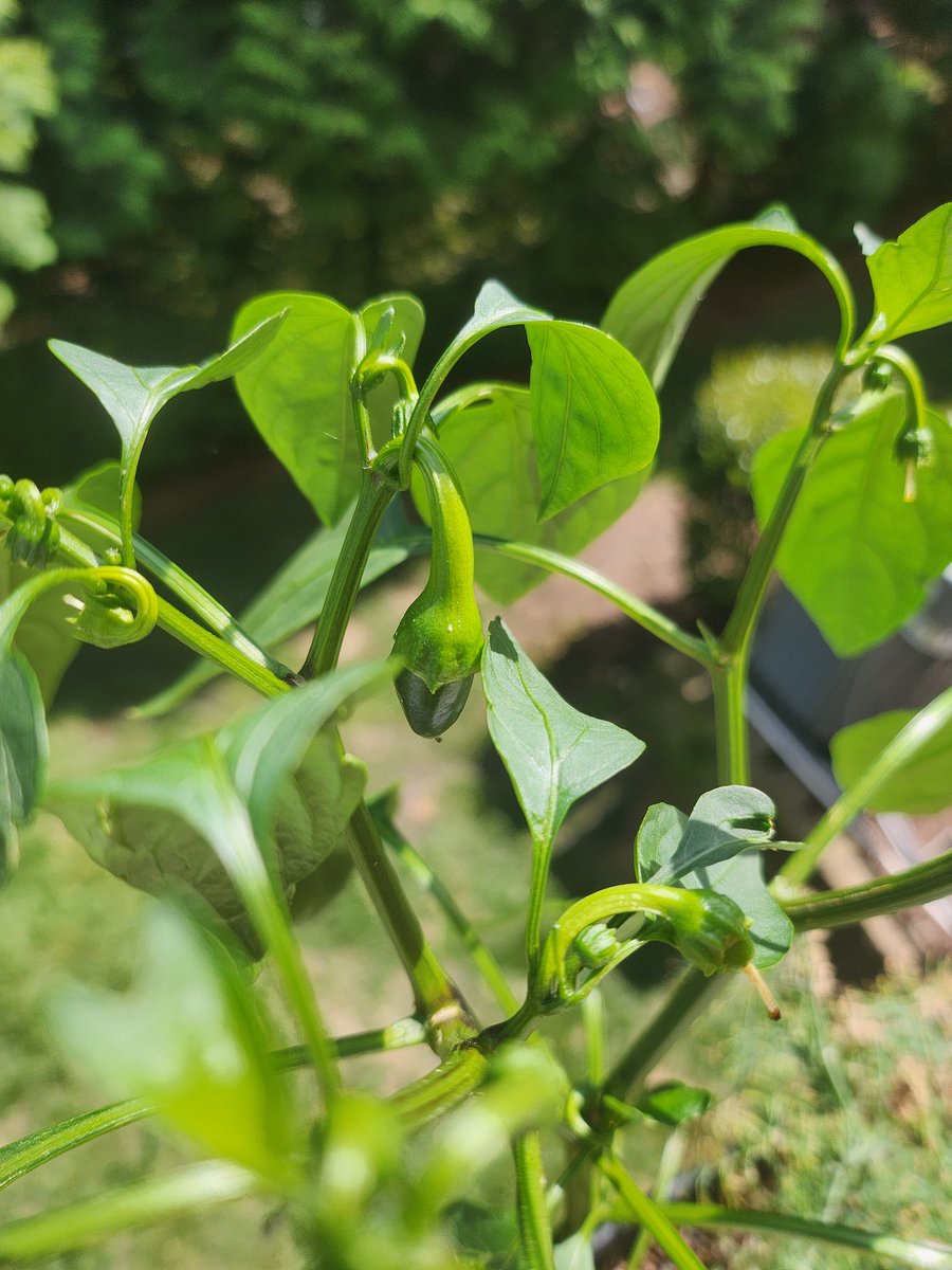 Joshua_Trimmer's tweet photo. I'm unreasonably excited that my jalapeños are growing! https://t.co/6IJXMrKLbz